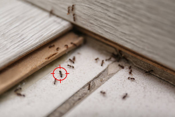 Best Insect Control  in Clarendon, TX