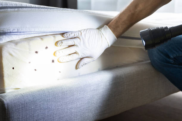 Best Affordable Pest Control Services  in Clarendon, TX