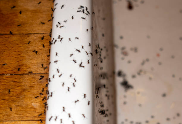 Best Bed Bug Extermination  in Clarendon, TX